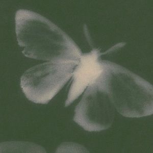 Meet your Posher, Sophie